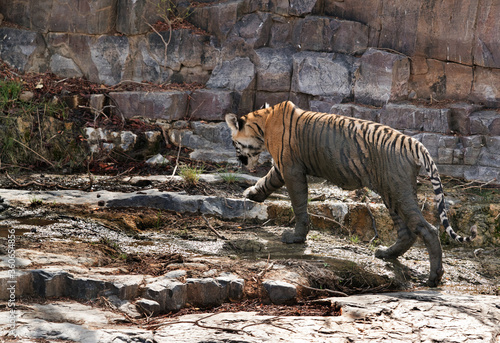 Tiger cub coming out of water, Ranthambore Tiger Reserve photo