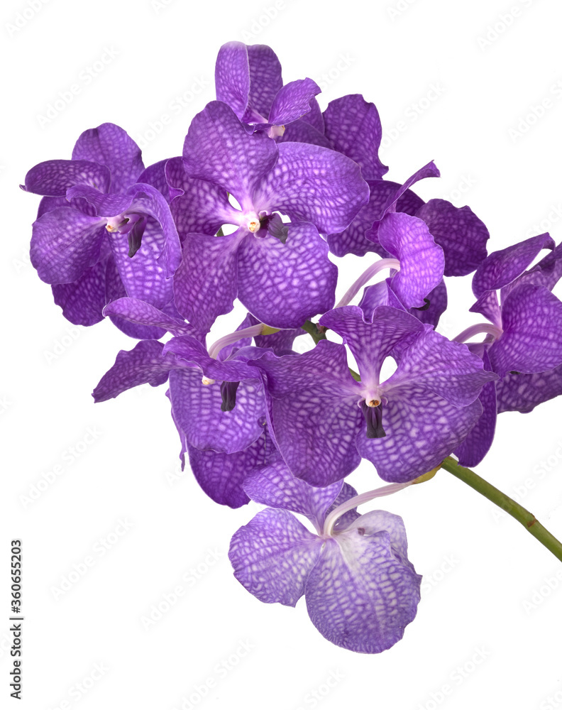 Fototapeta premium Vanda blue orchid flowers