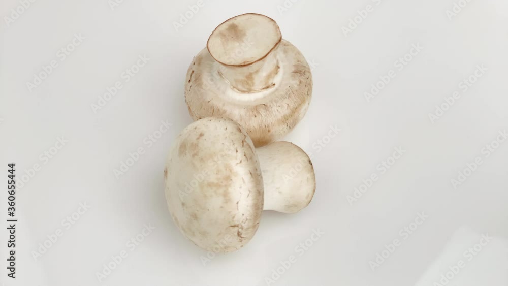 mushrooms group on white background mushrooms group on white background