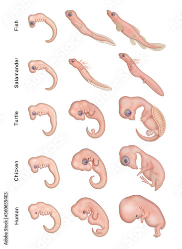 Different Stages Early Embryonic Development