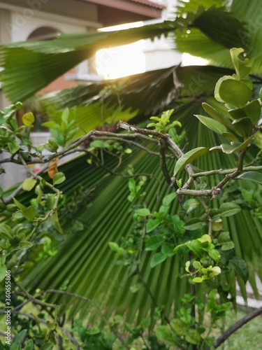 Peaceful evening sunset with nature surrounded civilization.