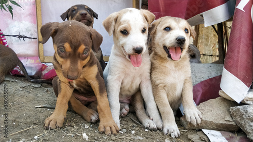Photography Street Dog puppy living in garbage area