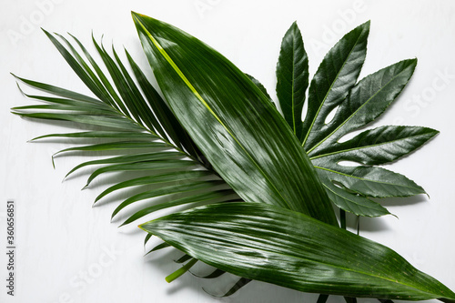 Canvas Print Tropical foliage, leaves laid flat on white background