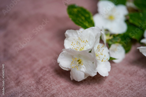 White jasmine flower on pink textured background 