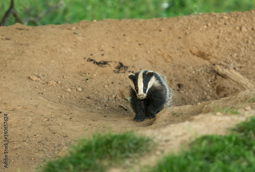 Badger cub (Scientific name: Meles Meles) A Young badger emerging from a badger sett in early evening.  Mid-Summer. Facing forward.  Blurred background. Horizontal.  Space for copy.
