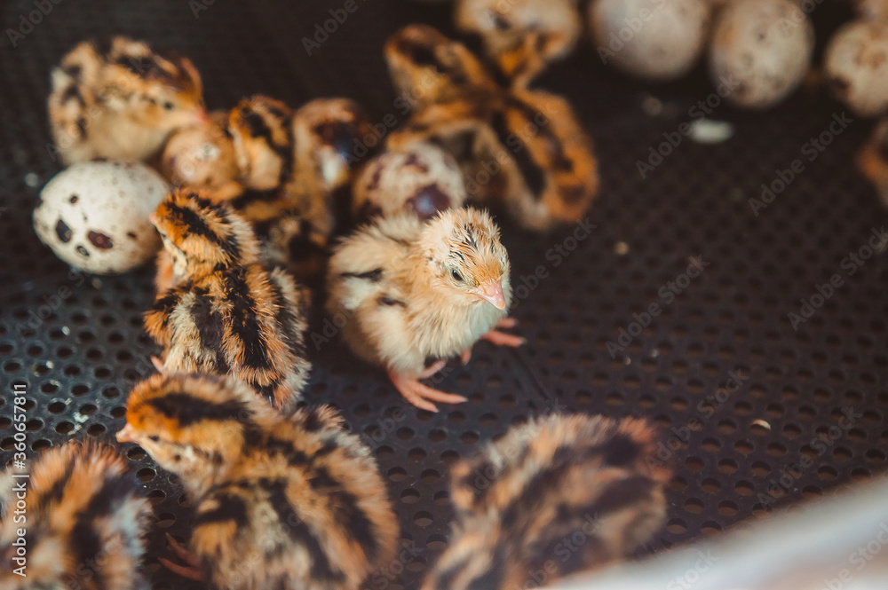 A small quail stands among the Chicks and eggs in the incubator. Poultry farm and egg production