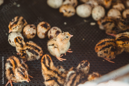 A newborn quail baby stands among the Chicks and eggs in an incubator. Poultry factory and egg production