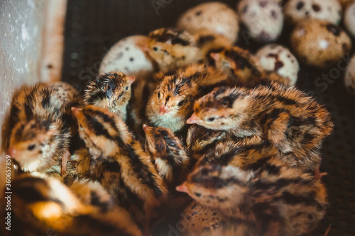 Many quail Chicks huddle together in the incubator. Poultry farm and egg production at home © Anna