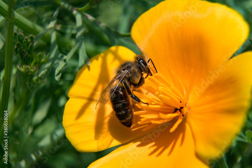 Closeup bee on golden poppy flower