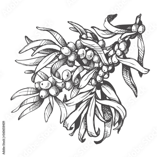 Illustration Branch with sea buckthorn and leaves