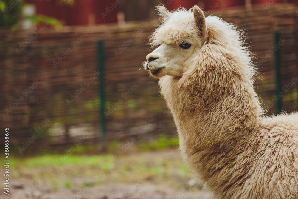 Obraz premium Beautiful lama alpaca close up. Llama Alpaca Head