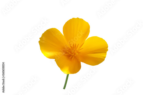 Beautiful  California poppy  flower isolated on white background. Eschscholzia californica, golden poppy, California sunlight or cup of gold.