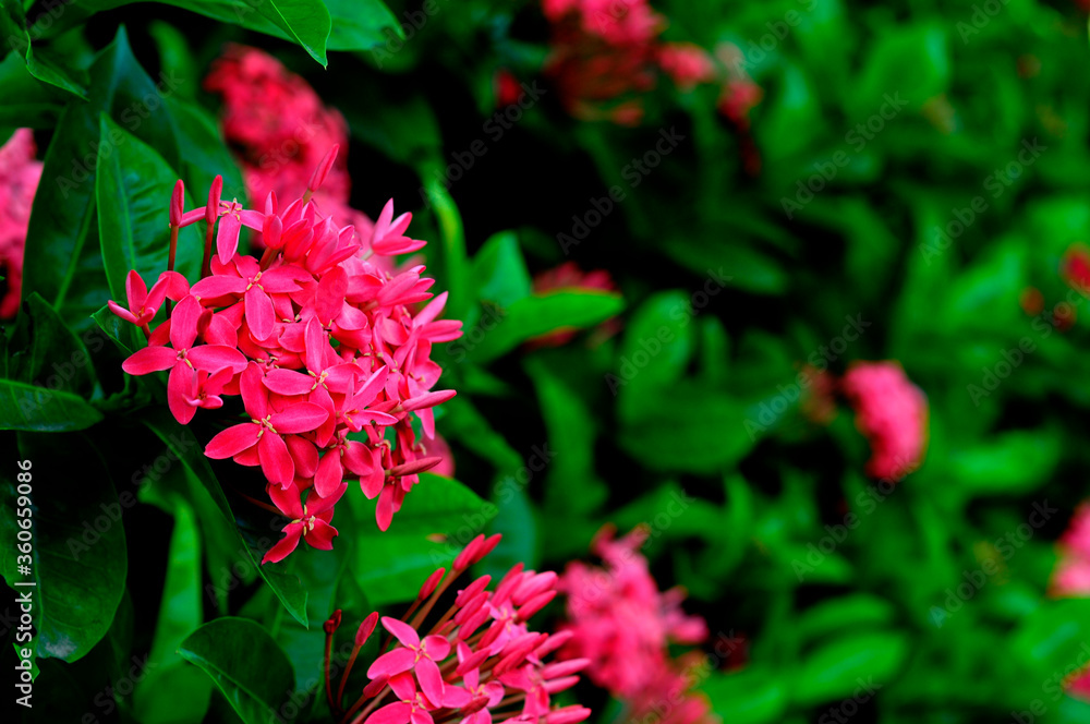 red and white Ixora flowers. red and white Ixora flowers.
