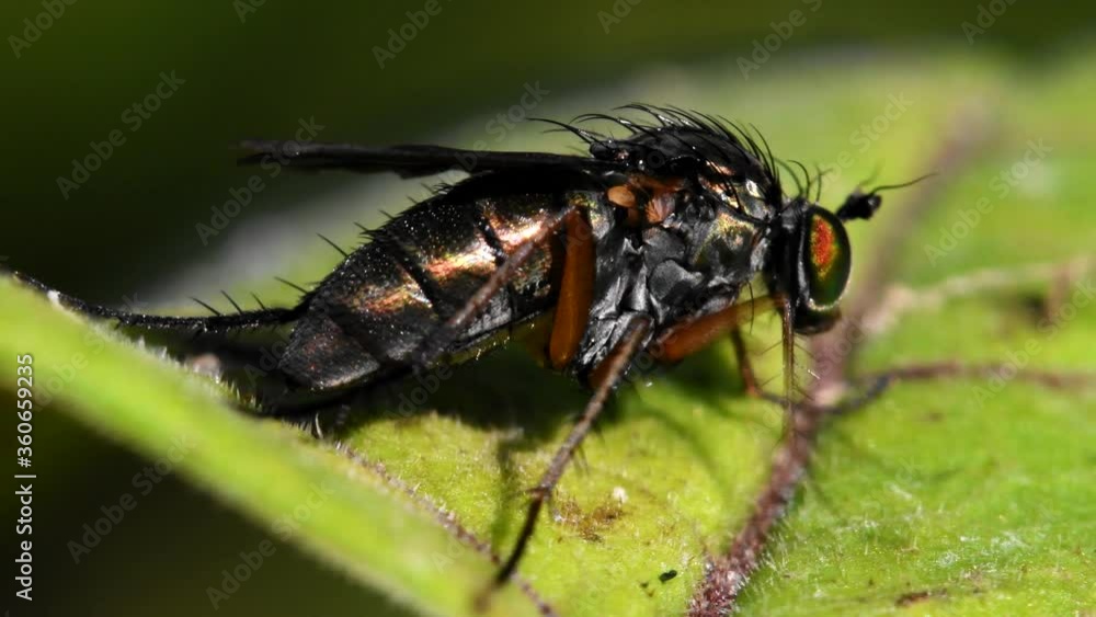 Macro Movie of Semaphore Fly on a leaf. Her Latin name is Poecilobothrus nobilitatus. Macro Movie of Semaphore Fly on a leaf. Her Latin name is Poecilobothrus nobilitatus.