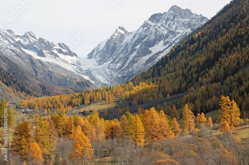 Golden larches in front of the Läng glacier and the Sattelhorn in Blatten.