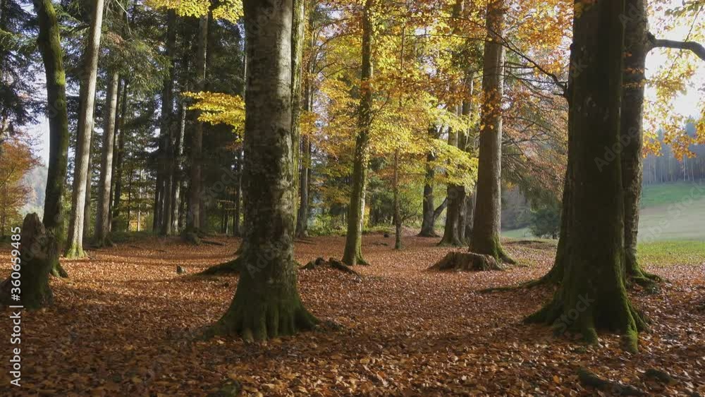 falling leaves from the trees at the sunny autumn day
falling leaves from the trees at the sunny autumn day