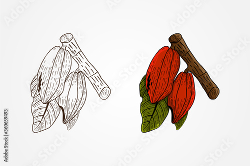 Vector illustration. Sketched hand drawn cacao beans, cacao tree leafs and branches. Chalk style vector set. monochrome and colorful object.
