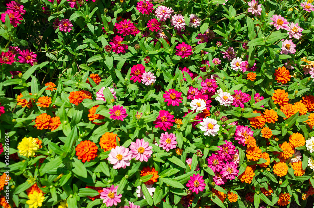 Background image of beautiful multi-colored flowers