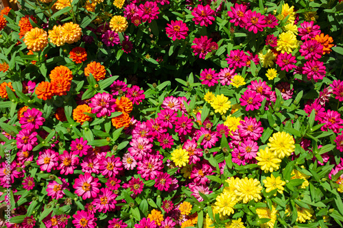 Fototapeta Naklejka Na Ścianę i Meble -  Background image of beautiful multi-colored flowers