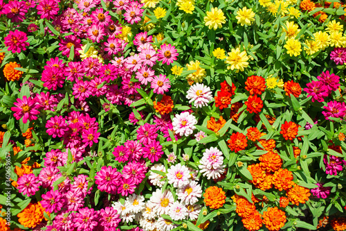 Background image of beautiful multi-colored flowers