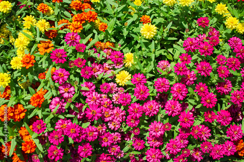 Background image of beautiful multi-colored flowers