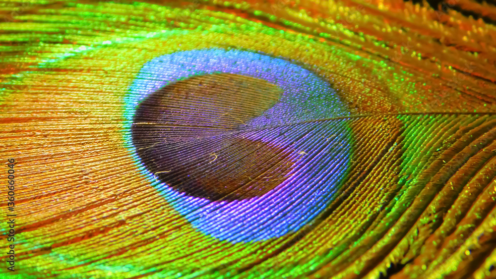 Fototapeta premium Peacock Feathers, the national bird of India peacock feather beauty of nature