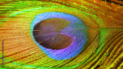 Peacock Feathers, the national bird of India peacock feather beauty of nature