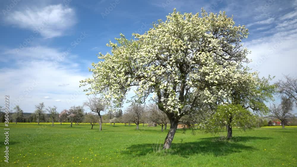 Blühender Birnbaum bei leichtem Wind auf einer Wiese in einem alten Obstgarten im Frühling Blühender Birnbaum bei leichtem Wind auf einer Wiese in einem alten Obstgarten im Frühling