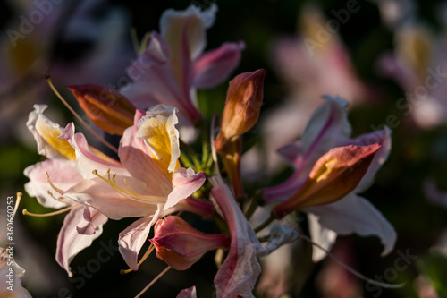 Flora Botanik Farbe Natur 