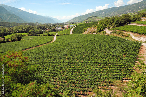 Fotografie A vineyard in the Rhone Valley near Sierre.