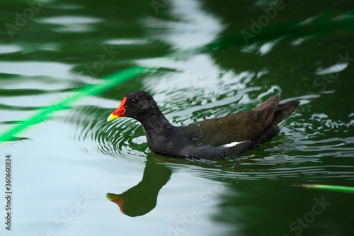 Moorhen in a pond in the wild, birds of europe