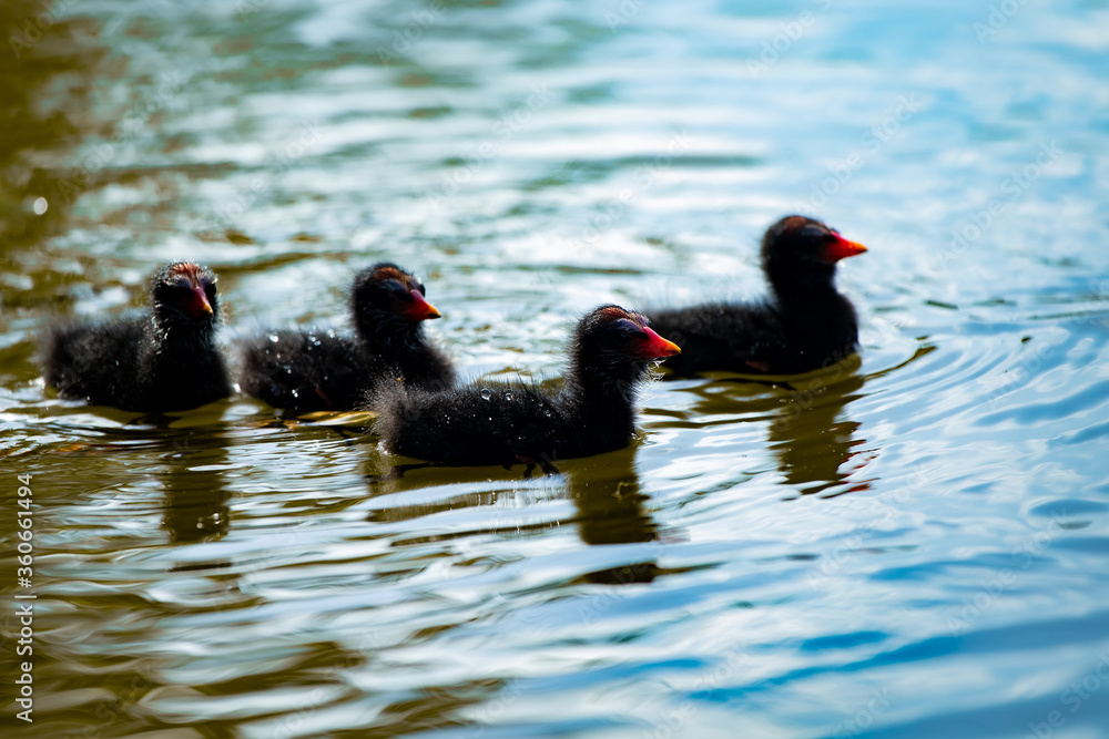 Ducklings of moorhen, wildlife pond near the house, cute birds Ducklings of moorhen, wildlife pond near the house, cute birds
