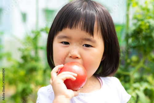 Foto 家庭菜園で採れたトマトを手に持つ子供