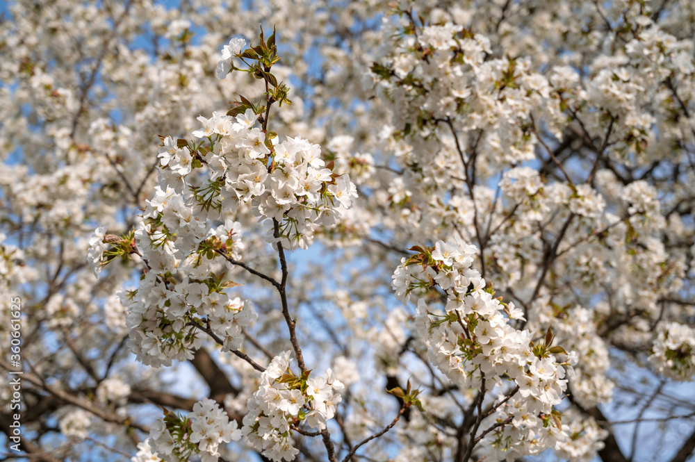 Close up of the cherry blossoms in Yoyogi Park.
