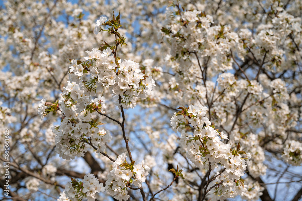 Close up of the cherry blossoms in Yoyogi Park. Close up of the cherry blossoms in Yoyogi Park.