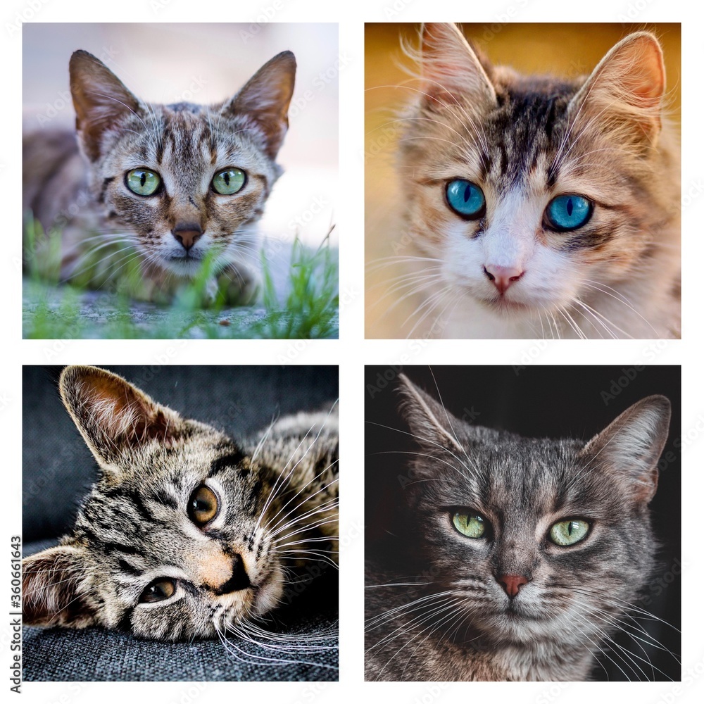 Katzen Collage Katzen Collage