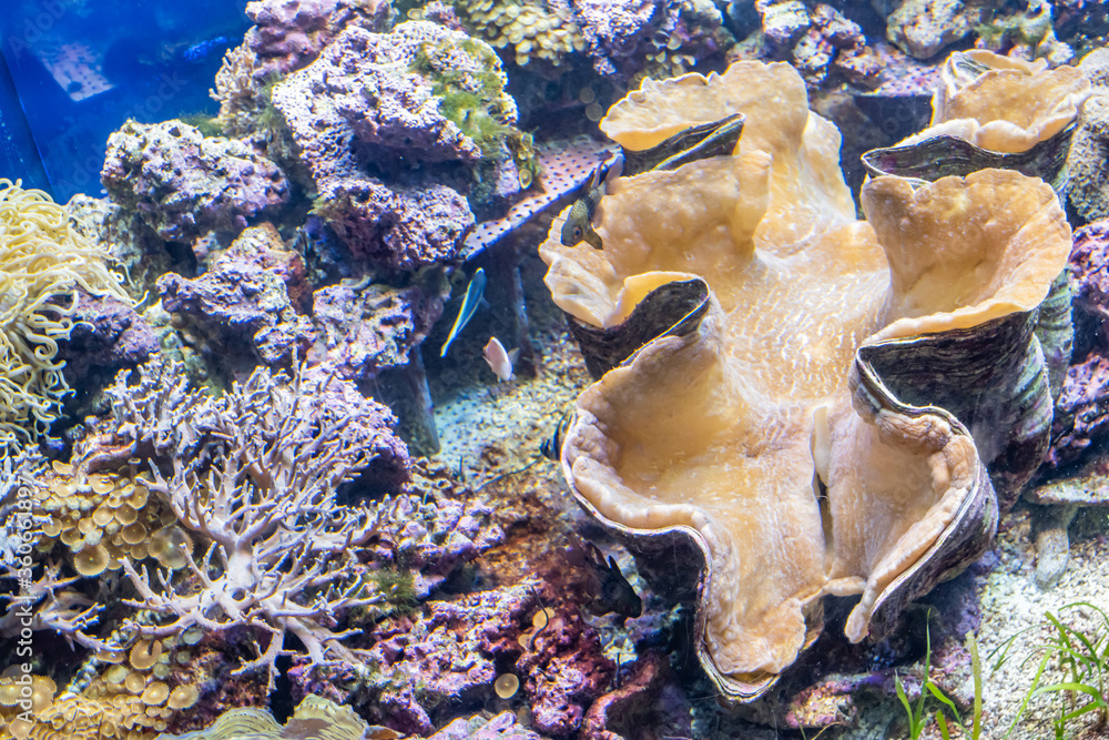 オオシャコガイ Images – Browse 35 Stock Photos, Vectors, and Video