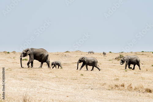 Family of elephants in Serengeti