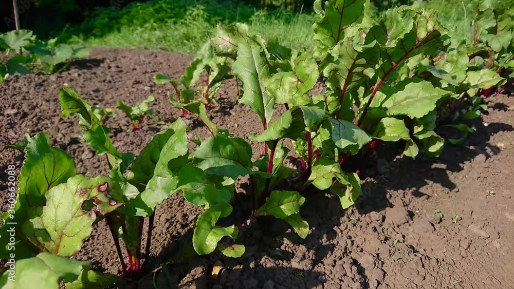 Plantation of lines with beets, gardening concept, summer harvest, soft focus background Plantation of lines with beets, gardening concept, summer harvest, soft focus background