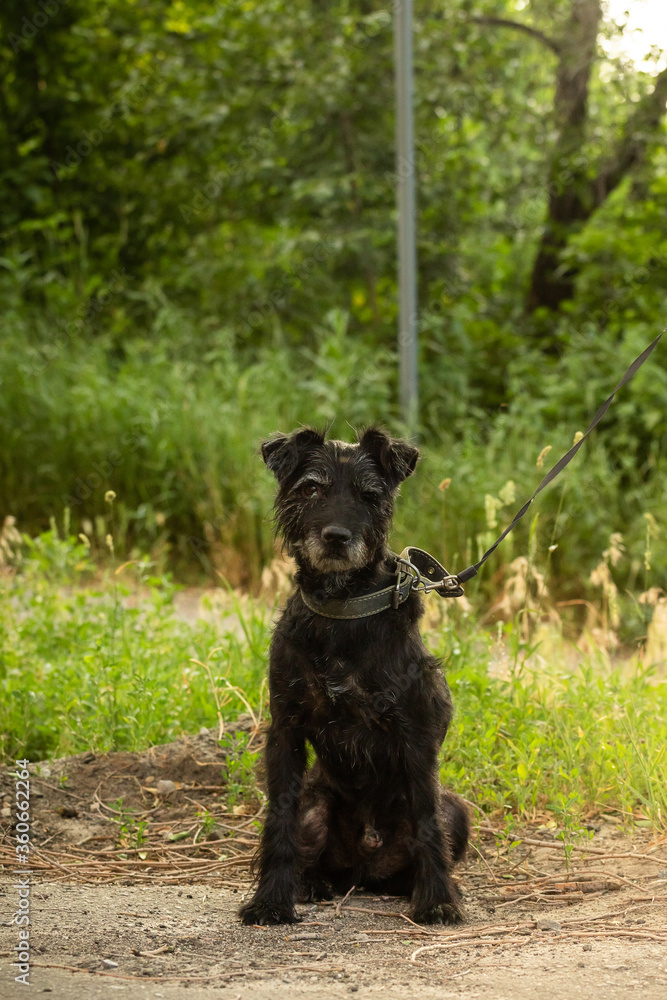 Shedding dog on the street, stray animal Shedding dog on the street, stray animal
