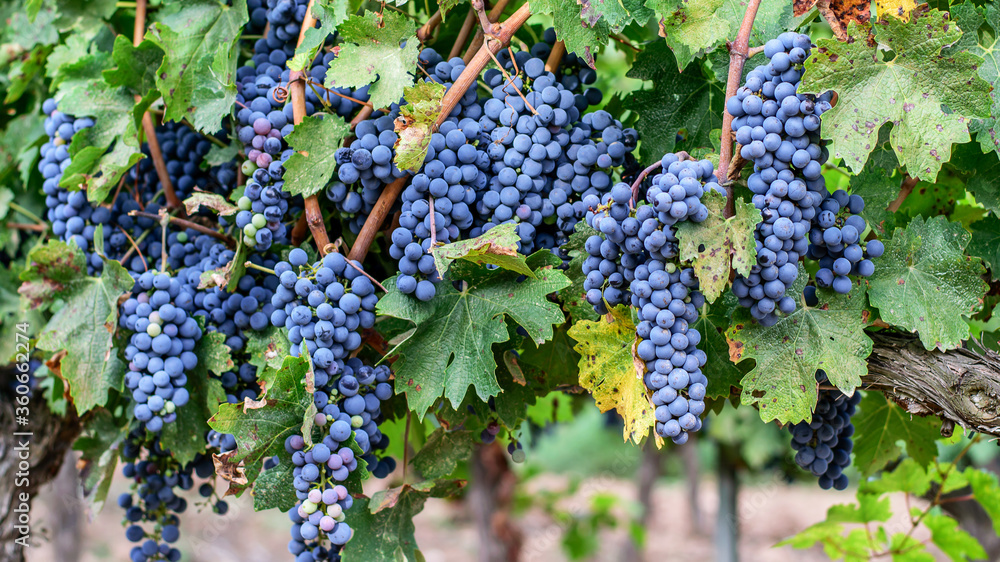 Ripe vine with ripe purple grape on the spanish vineyards.