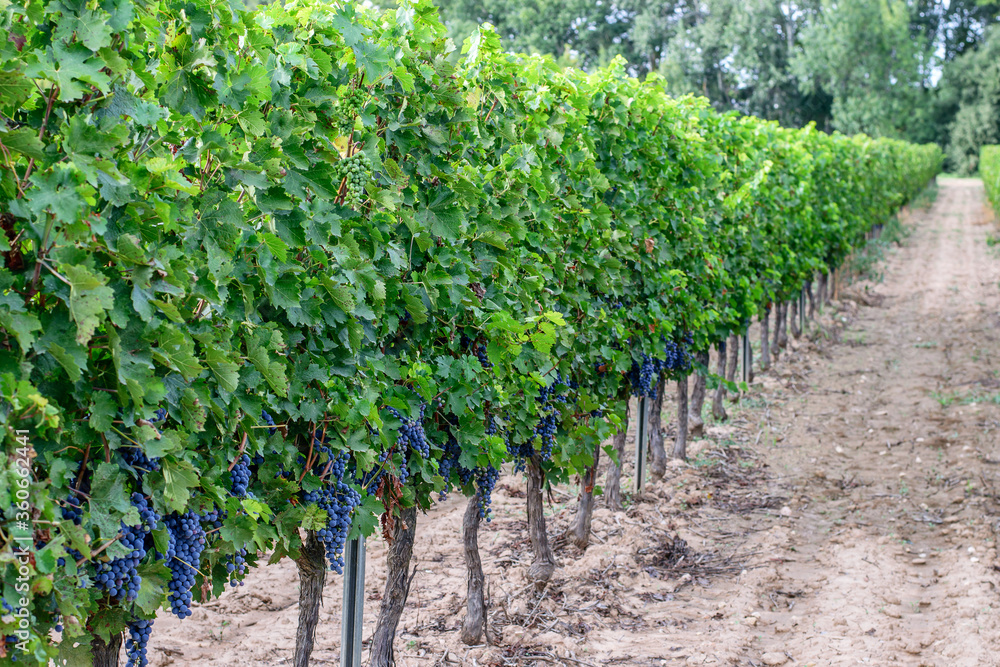 Grape row with ripe purple grape on the vineyards of spanish farms.