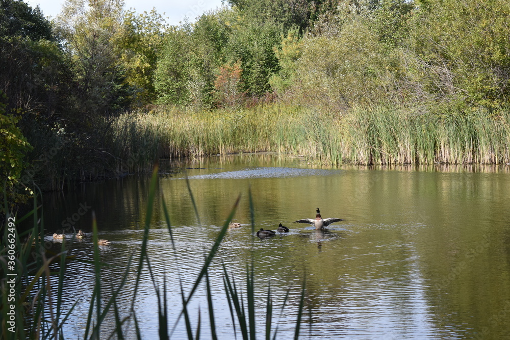 Duck with spread wings at local park lake