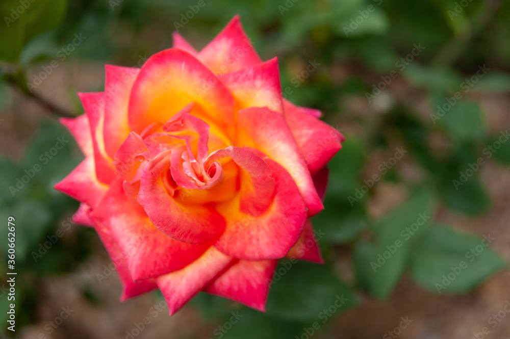 Beautiful and fragrant rose Double Delight (Type: Hybrid Tea). Spring in Fuji City, Japan. Copy space. Top view.