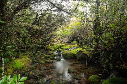 Dschungel im Tongariro National Park Neuseeland / Jungle New Zealand