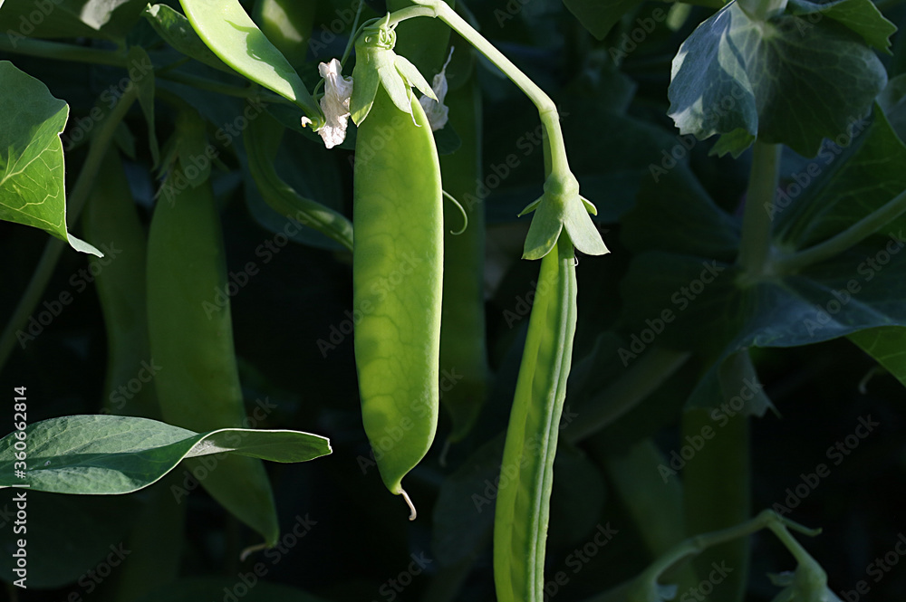 Green pea pods on a background of green leaves Green pea pods on a background of green leaves