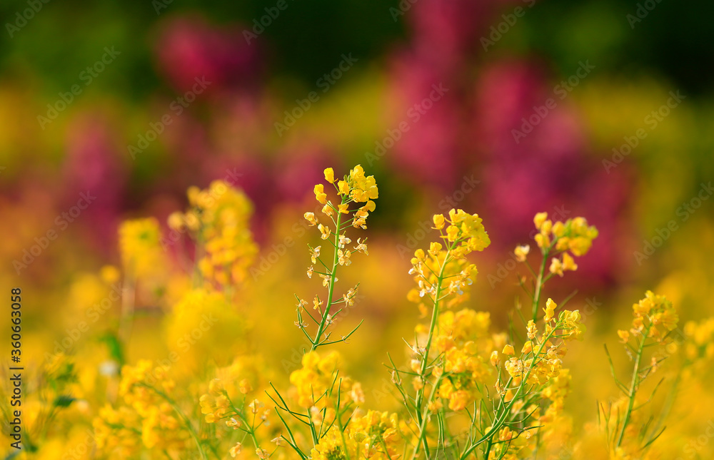 Obraz premium Yellow flowers in full bloom in the garden