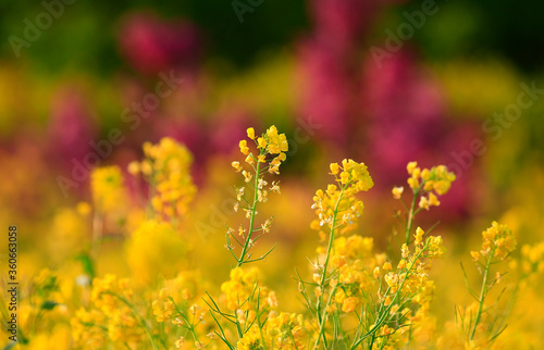 Yellow flowers in full bloom in the garden © hanmaomin