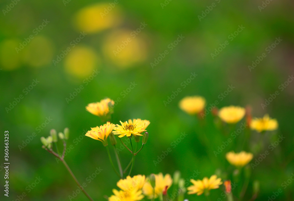 Yellow flowers in full bloom in the garden Yellow flowers in full bloom in the garden