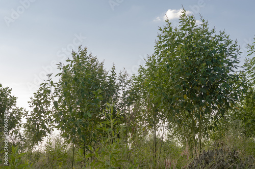 Pigeon Peas tree farm in Morogoro Tanzania